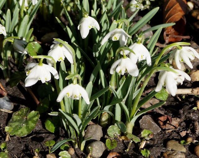 #Familienmoment Nr. 56: Schneeglöckchen läutet den Frühling ein. Auf Küstenkidsunterwegs erzähle ich Euch von unserem ersten Schneeglöckchen im Frühjahr und dem dazugehörigen Gedicht bzw. Vers und Fingerspiel, die die Kinder im Musikgarten gelernt haben. Lest unseren Familienmoment!