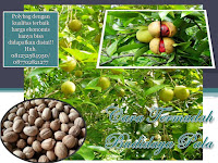 4 Cara Termudah Budidaya Pala, Supaya Panen Melimpah Ruah!