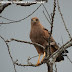 Aves do Brasil: gavião-caboclo, o mais elegante da natureza
