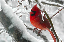 cardinal cardinals bird birds snow flying winter sweet wild ky northern