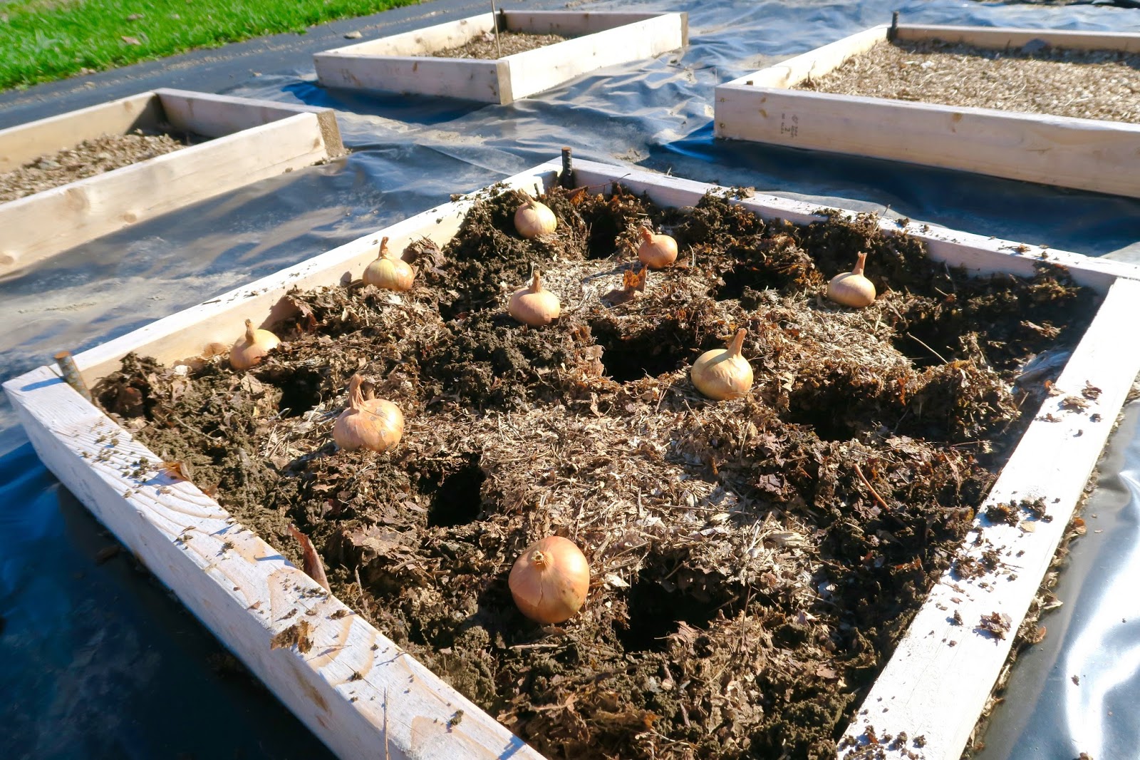 Minibed Gardening PlantingPotato Onions In Minibeds