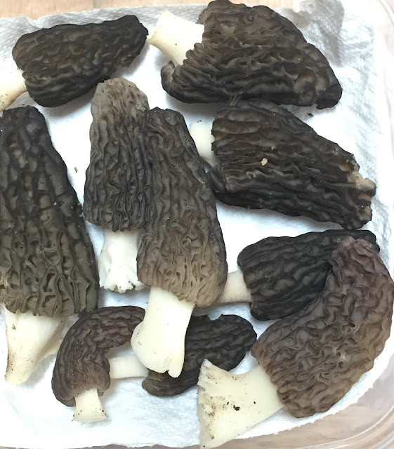 The Phytophactor Signs of healthy garden