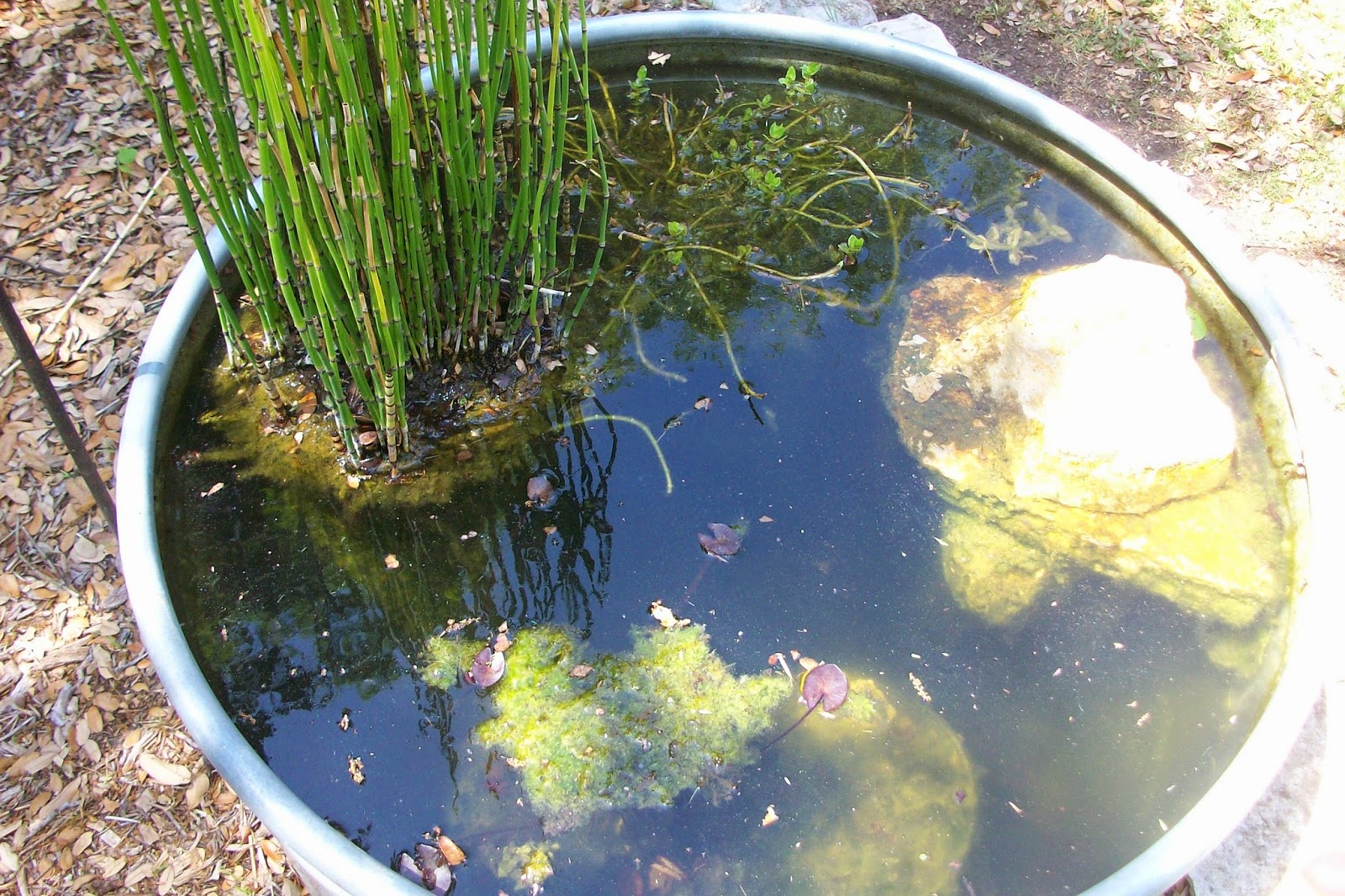 Window on a Texas Wildscape Cleaning out the stock tank pond