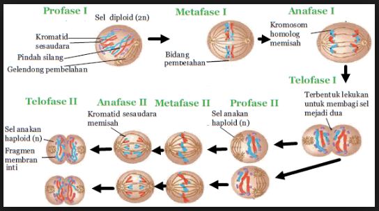 Perhatikan pernyataan yang terjadi pada fase pembelahan meiosis berikut