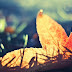 Leaf Photography