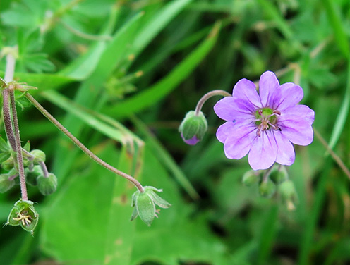 Geranio de los Pirineos (Geranium pyrenaicum) flor silvestre morado