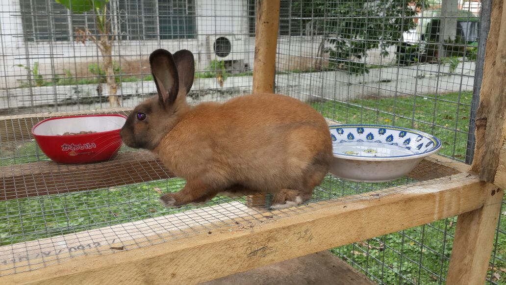 Rabbit farming as a business in Ghana Rabbit farming in Ghana