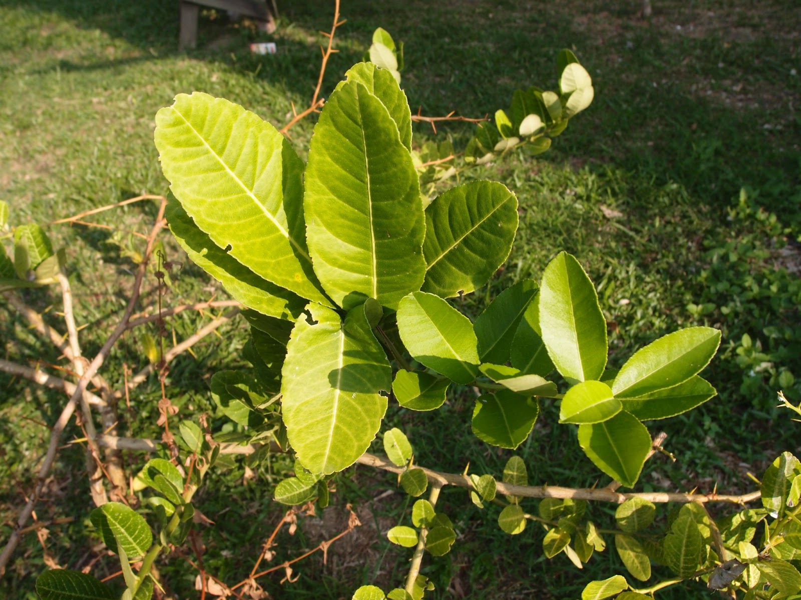 Xing Fu USES OF LEMON LEAVES AS HERBAL CURE