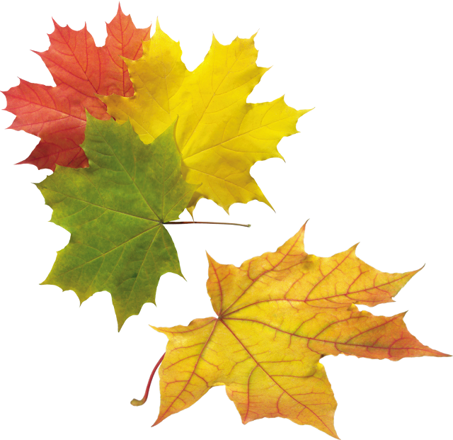 Free HD Leaves PNG Format