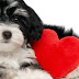 8 τρόποι που ο σκύλος σου, σου λέει «Σε αγαπώ»