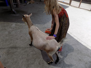 Grooming goats at Rafiki's Planet Watch Our adventures in Animal Kingdom