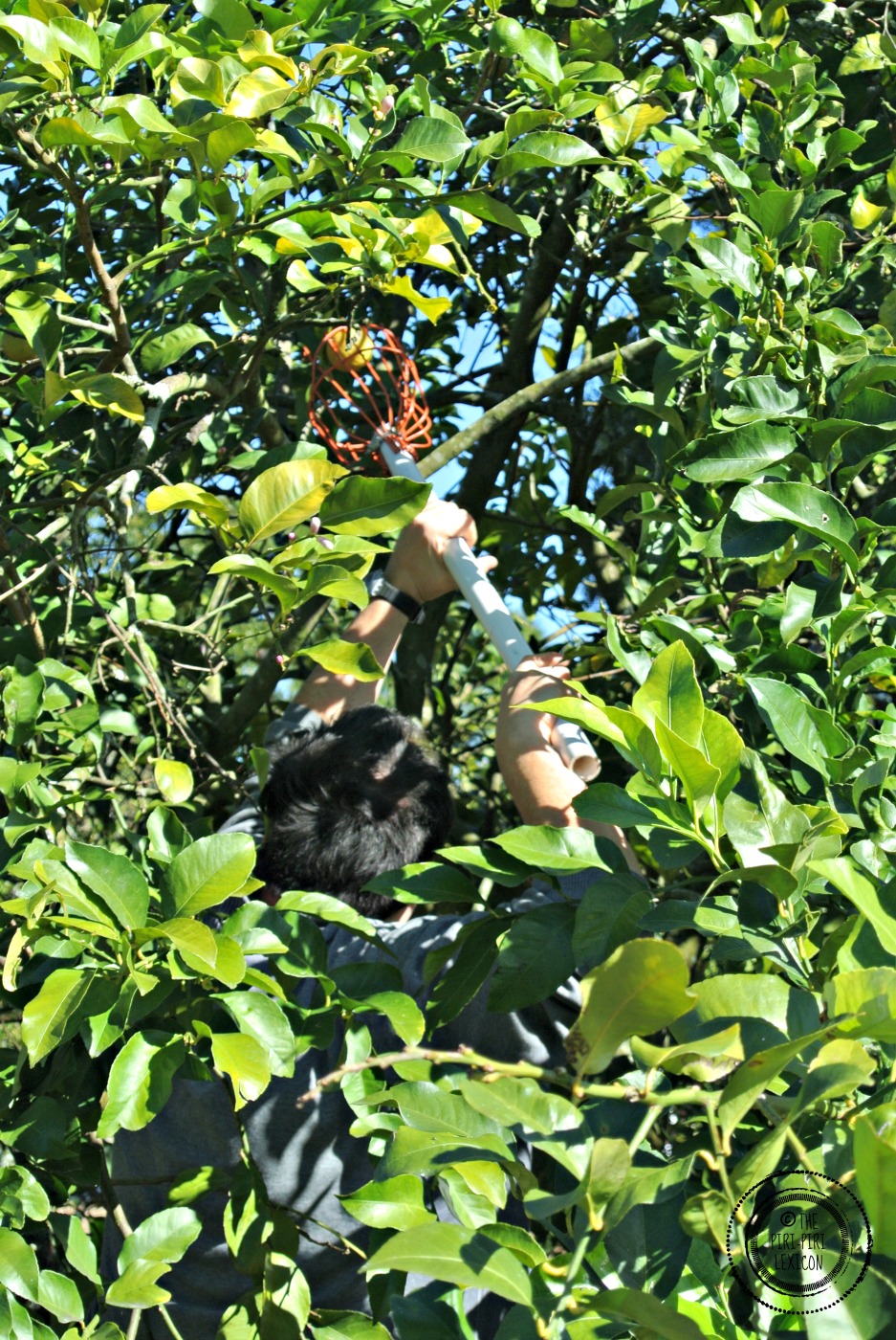 the piripiri lexicon Orange picking in Orlando