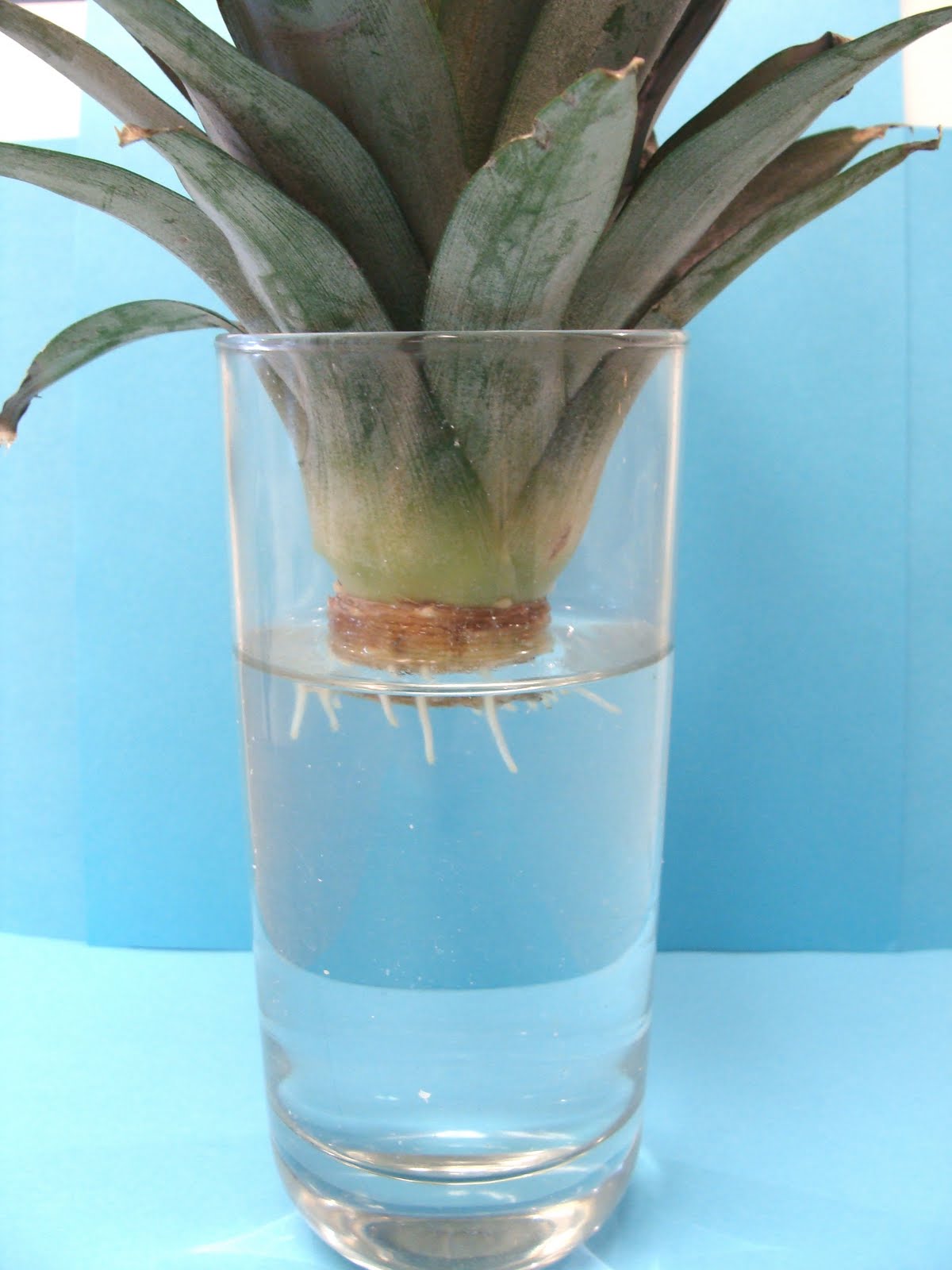 PassAlong Plants Rooting a Pineapple Top