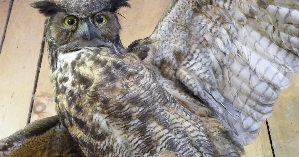 Evenstar Art Owl Omens 2