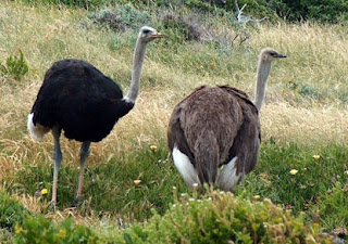 الطيور البرية في فلسطين Ostrich
