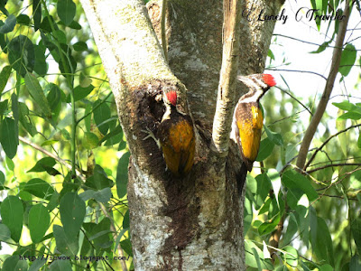 Dinopium benghalense woodpecker