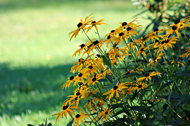 Rudbeckia hirta