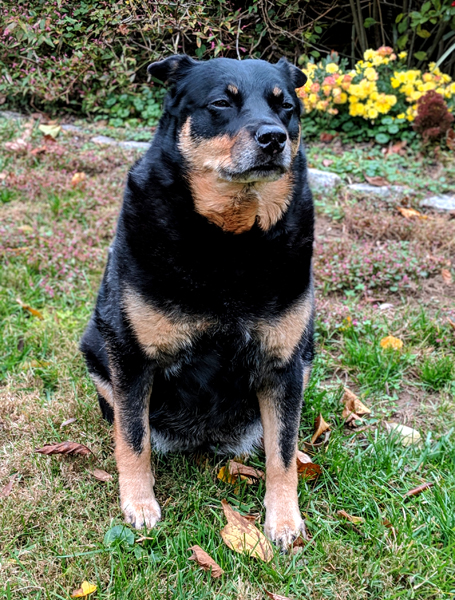 image of Zelda the Black and Tan Mutt sitting in the garden with her chin lifted regally