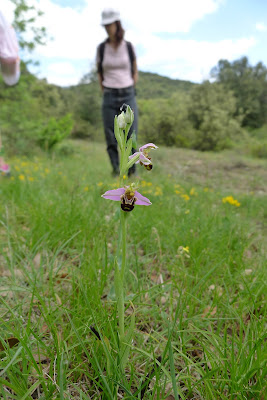 Ophrys apifera. Imatge de Xavier Béjar