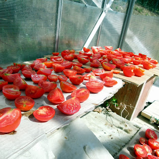 how to sun dry tomato