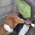 Abomination: Police Arrests A 15-Year-Old Boy Who Had Sex With A Goat In Niger State