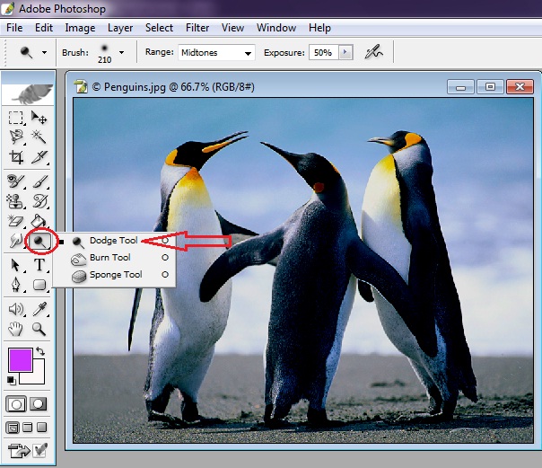 Online Classes for 18. Dodge tool, Sponge tool and Burn tool