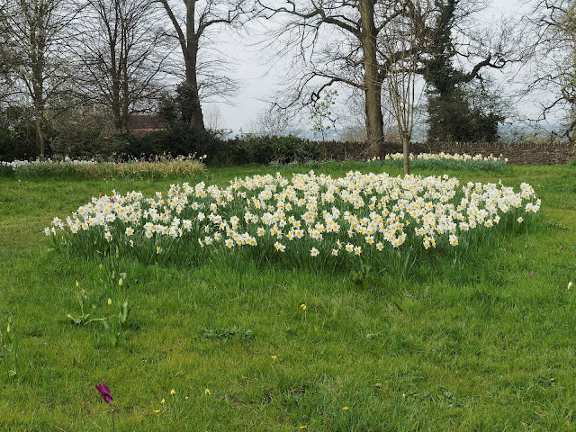 Dyrham Park,Dyrham,National Trust,daffodils,flowers