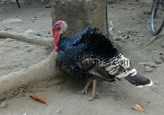 Kalkun Bronze Dewasa