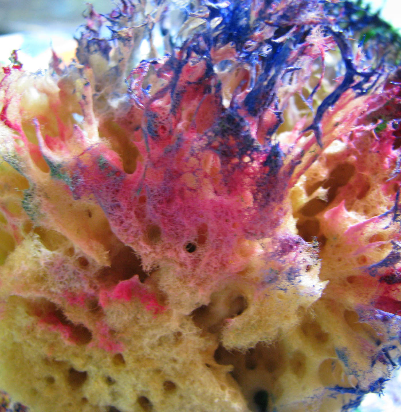 Homeschool Muse Mom: Natural Sea Sponge Painting