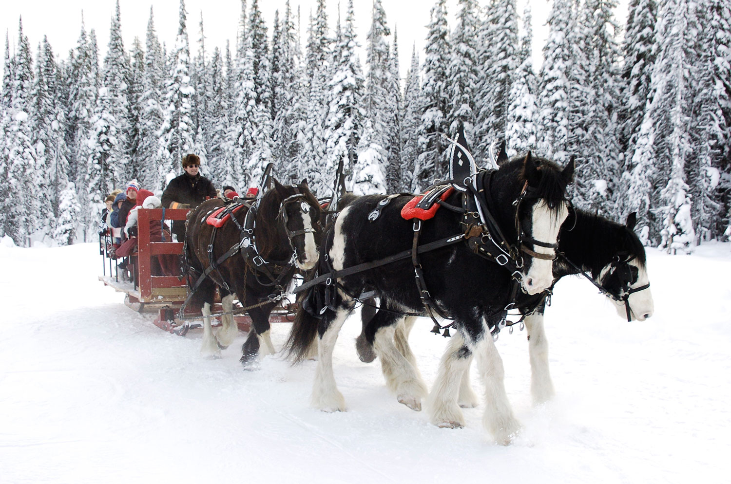 Silver Star Sleigh Rides – What to do – LJNN