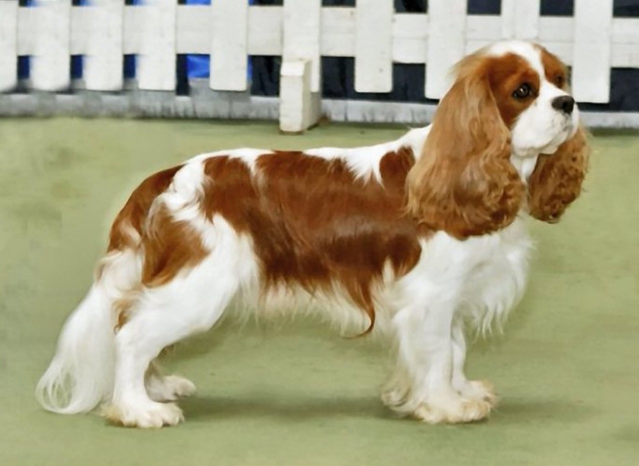 wiat Ps w Cavalier King Charles Spaniel wiat-ps-w-cavalier-king-charles-spaniel