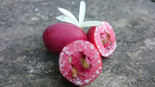 Natal Eriği ,Carissa Macrocarpa (Natal Plum)