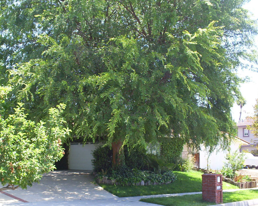 Brad's Tropical Paradise Evergreen elm (Chinese elm) in Los Angeles