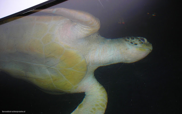 Foto van een schildpad onderwater zwemmend in het aquarium in dierentuin Emmen
