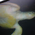 Foto van schildpad onderwater in aquarium dierentuin Emmen