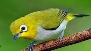 Caraputu Com Media Refrensi Harga Burung Mp3 Burung