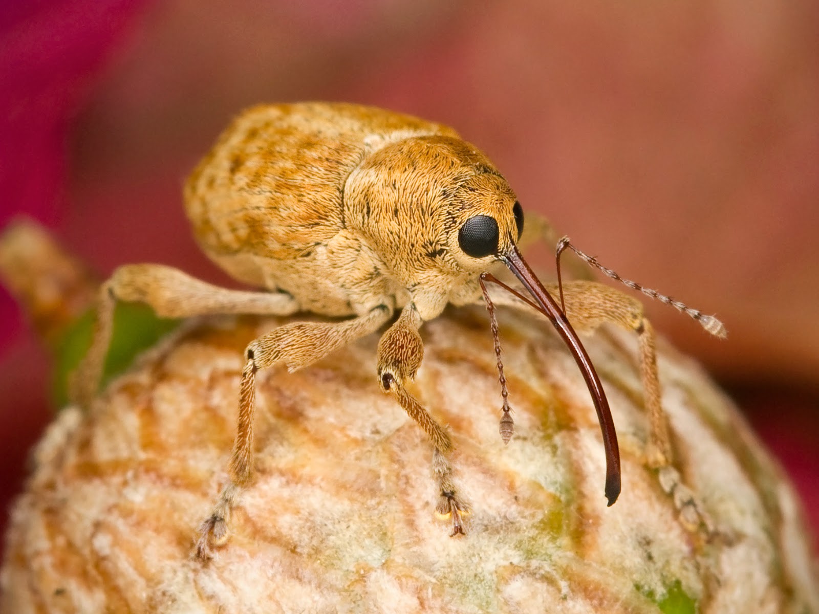 Insects: Kaldari Curculio occidentis 01