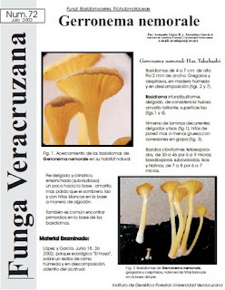 Gerronema nemorale (Fungi: Basidiomycetes: Tricholomataceae)