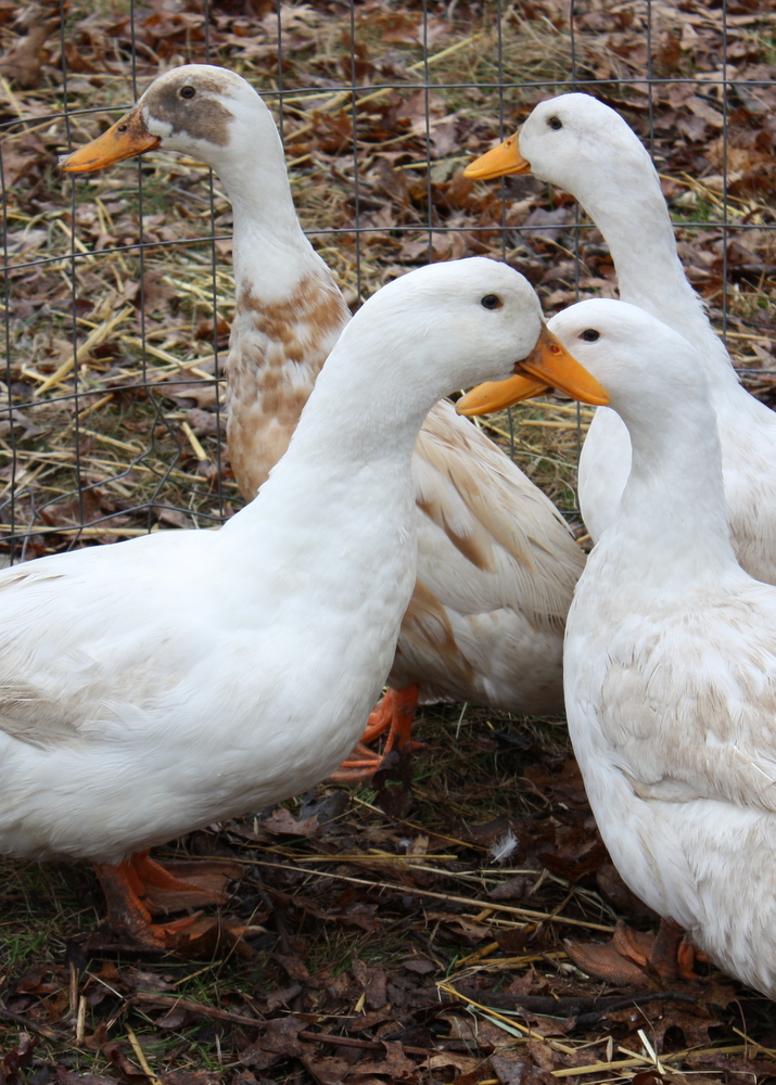 lil fish studios: duck!