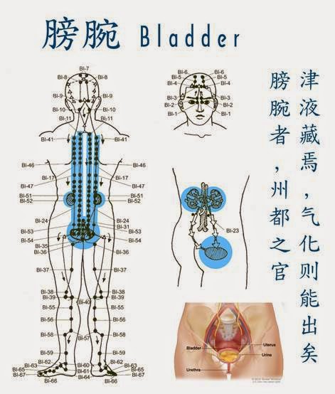 body fluid compartments venus system body fluid compartments venus system