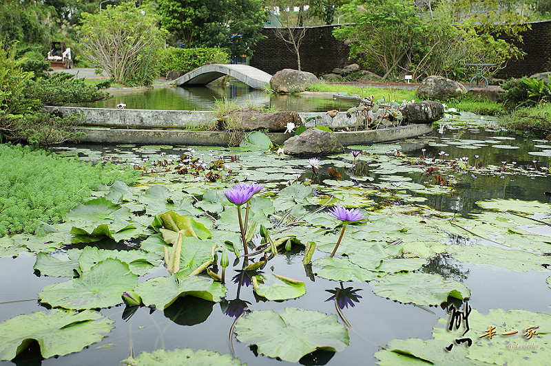 三峽私房景點櫻花林 樹木銀行|三峽碳中和樂園