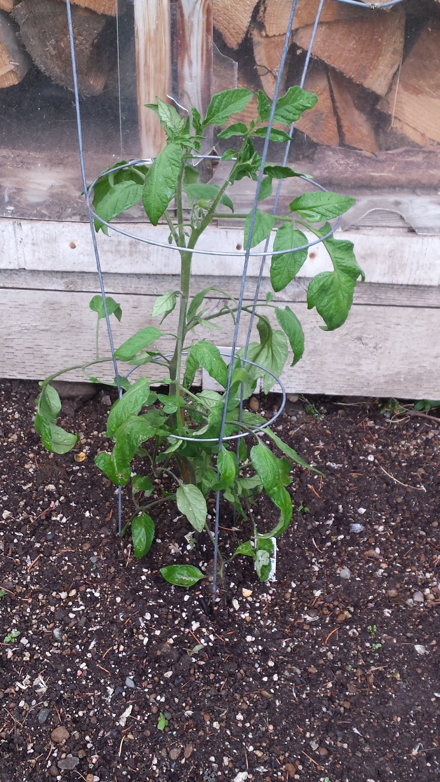 The Slow Life: Black Sea Man Heirloom Russian Tomato Plant