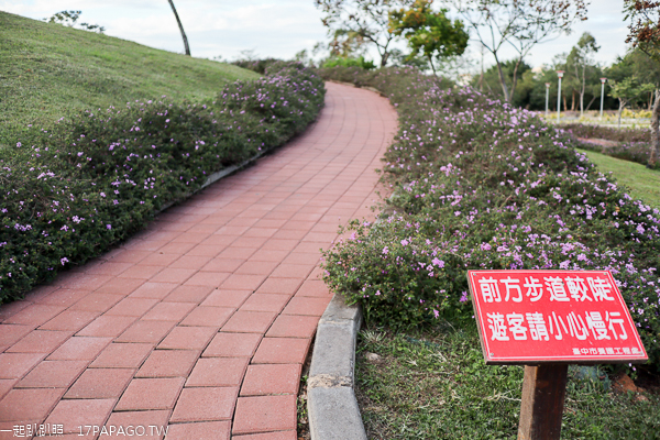 后里花田綠廊大波斯菊花海盛開,賞花拍照順遊棒棒糖花海 后里花田綠廊大波斯菊花海盛開,賞花拍照順遊棒棒糖花海