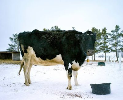 Image result for Missy Si Sapi Holstein