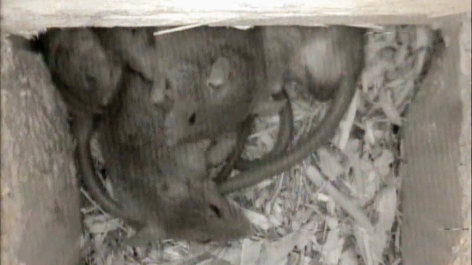 Backyard Birding....and Nature Cute Baby Rats Sleeping in an Owl Nest Box
