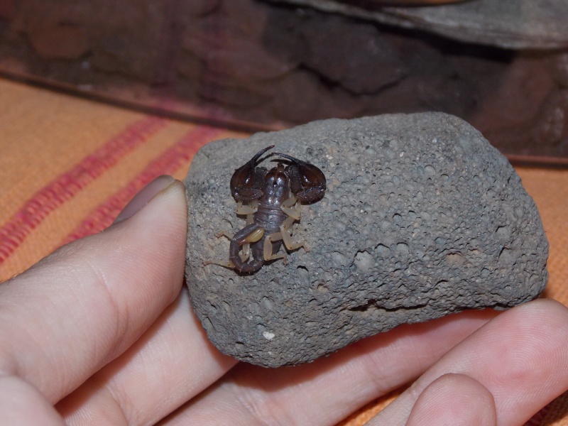Un scorpion dans la maison!