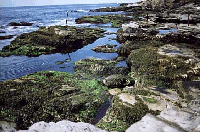 漂流教室 Lesson 6 The Challenges In The Intertidal Zone
