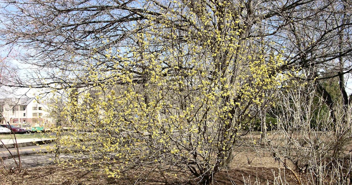 COHorts Alternative Shrubs