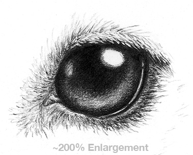 How To Draw A Dog Eyes
