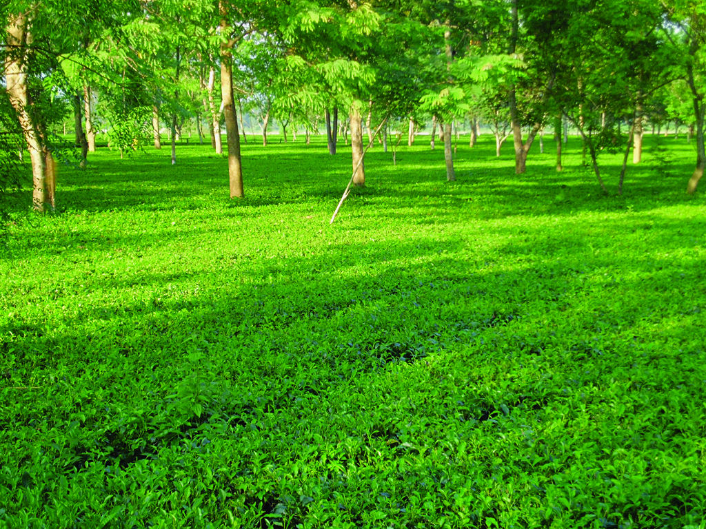 Panchagarh Tea Garden Tea Garden in Bangladesh